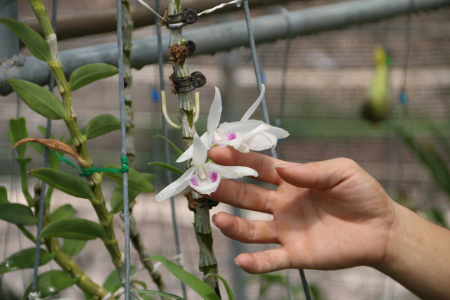 Ngành Thuế khó xác minh các giao dịch “lan đột biến”