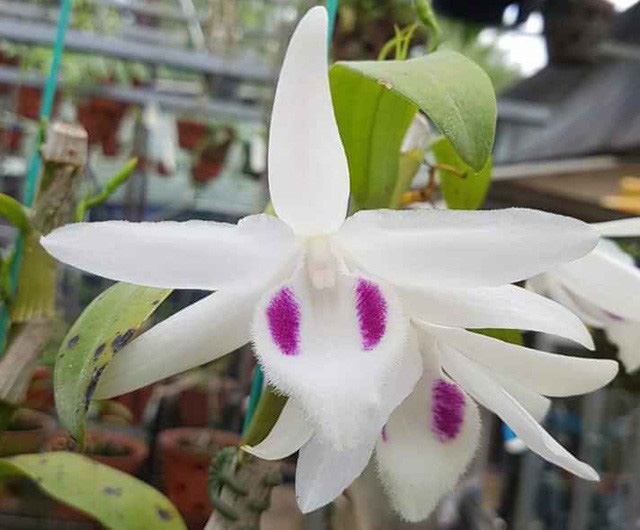 Người người, nhà nhà trong làn sóng “đột biến”: Từ lan, rau cho tới cả lòng tốt