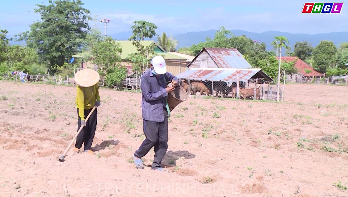 Krông Pa chủ động phòng trừ bệnh khảm lá vi rút trên cây mì