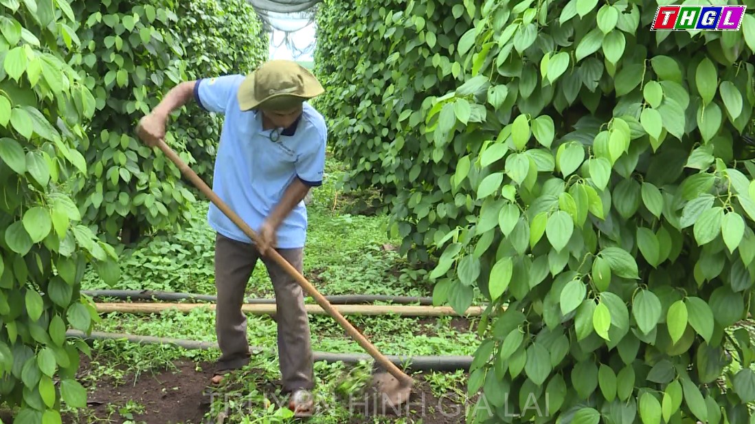 Triển khai Chương trình hợp tác xây dựng chuỗi liên kết trong sản xuất – tiêu thụ nông sản giữa tỉnh Gia Lai và Tập đoàn Lộc Trời