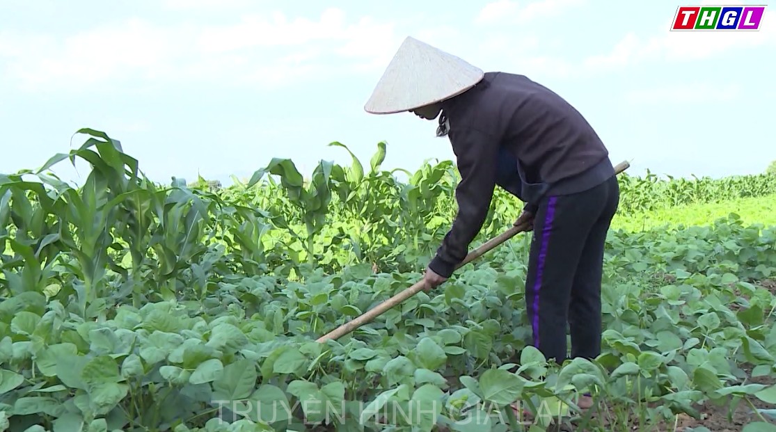 Gia Lai chuyển đổi hơn 37.700 ha cây trồng kém hiệu sang các loại cây trồng khác