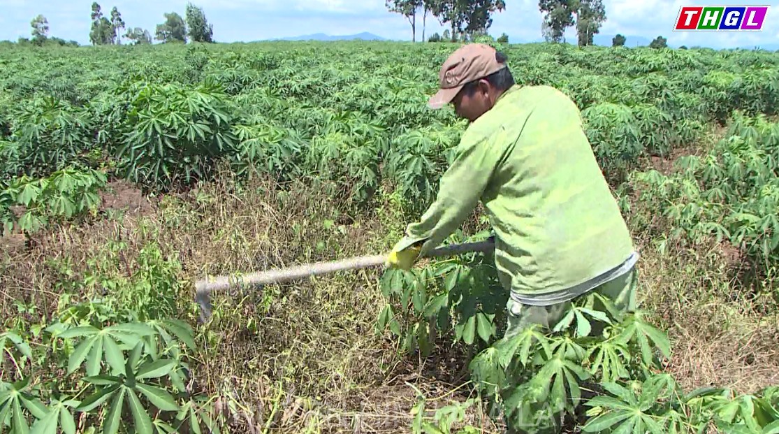 Gia Lai triển khai các biện pháp ngăn ngừa lây lan bệnh khảm lá vi rút trên cây mì