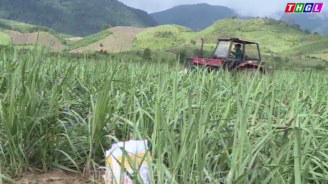 Ngành Nông nghiệp Gia Lai phấn đấu tổng giá trị sản xuất nông-lâm nghiệp đến cuối năm 2021 đạt gần 32.000 tỷ đồng