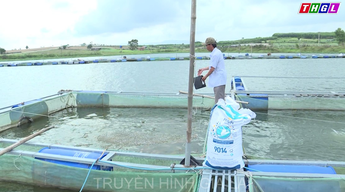 Phát triển nghề nuôi cá lồng ở xã Xuân An