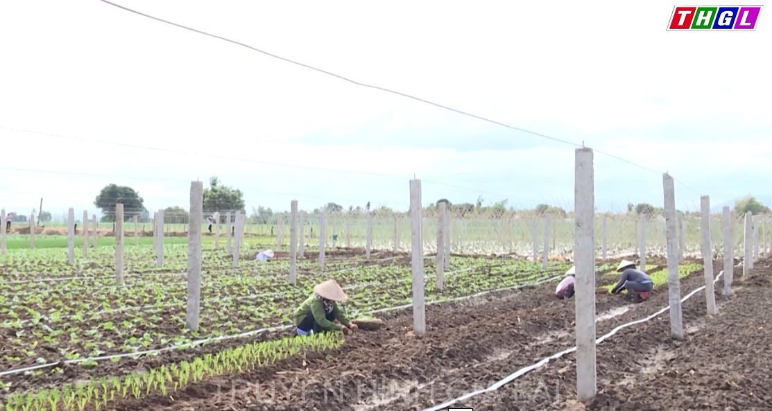 Huyện Phú Thiện đẩy mạnh khôi phục phát triển kinh tế – xã hội