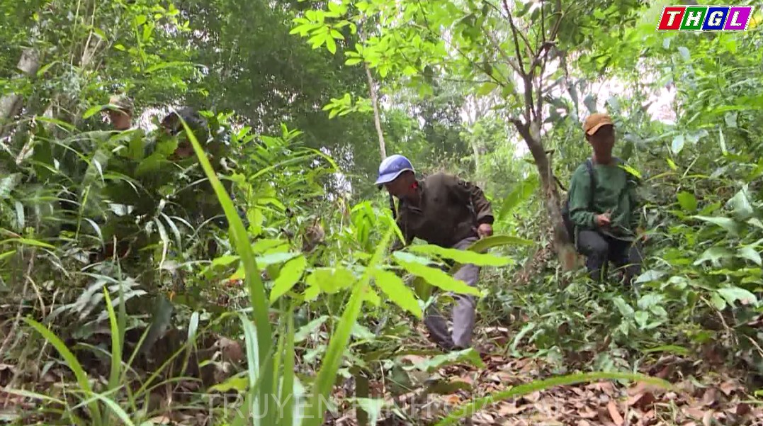 Chuyện cộng đồng Bahnar giữ rừng