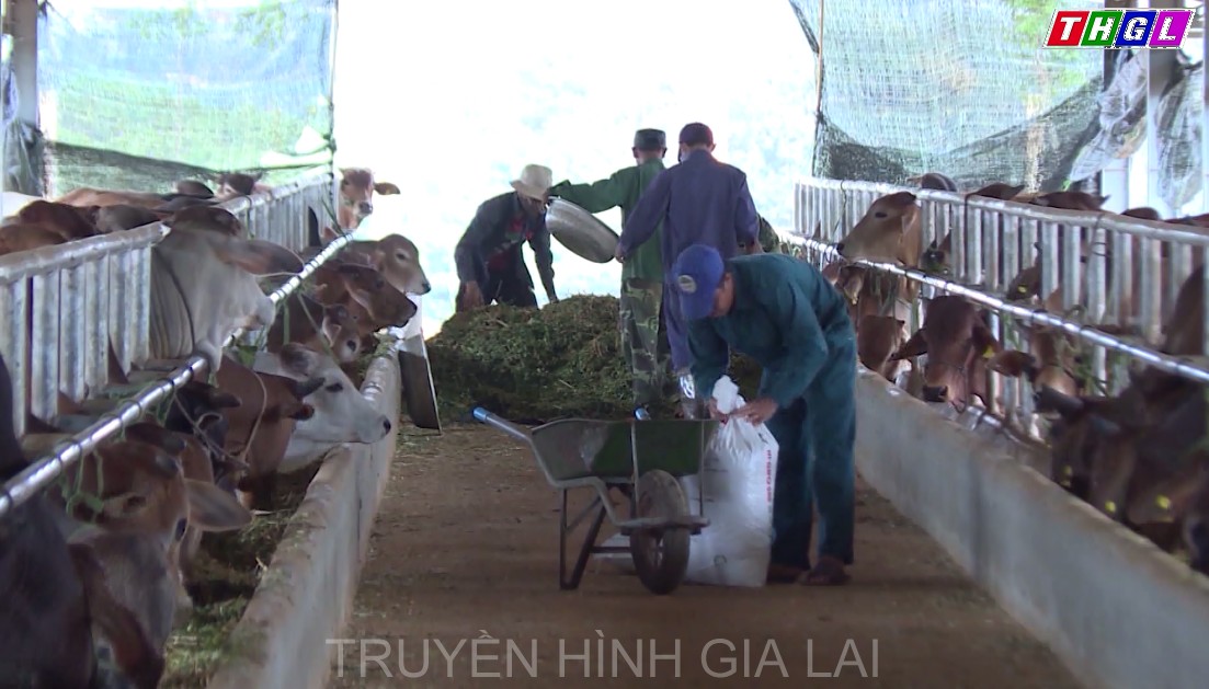 Gia Lai đẩy mạnh triển khai thực hiện phát triển sản xuất gắn với tái cơ cấu ngành nông nghiệp