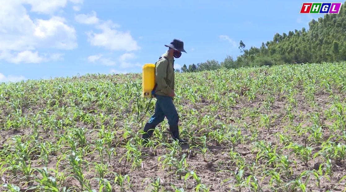 Ngành Nông nghiệp khuyến cáo phòng trừ sâu bệnh hại cây trồng trong vụ Mùa năm 2021
