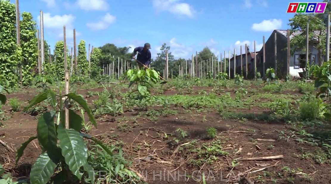  Huyện Chư Sê đẩy mạnh tái canh cây cà phê