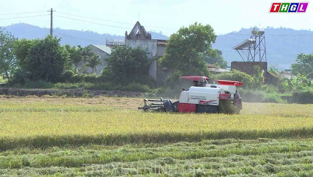 Nông dân Phú Thiện thu hoạch lúa vụ Đông Xuân trong niềm vui được mùa, được giá