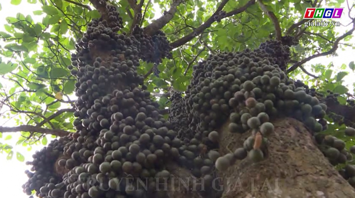 Chờ mùa dâu da chín