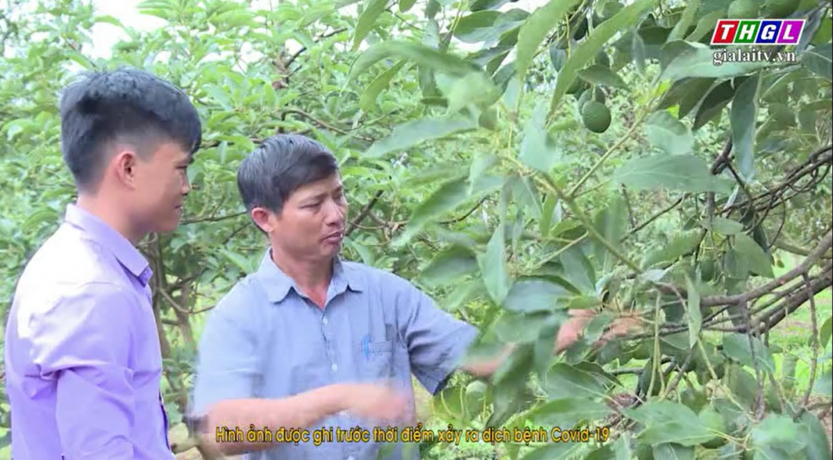 Đak Đoa đẩy mạnh phát triển nông nghiệp, nông thôn.