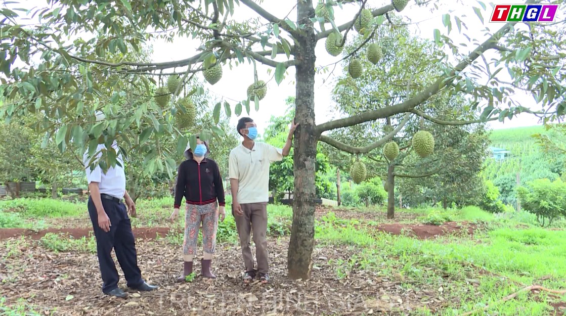 Huyện Đức Cơ hiện có trên 507 ha cây ăn quả các loại