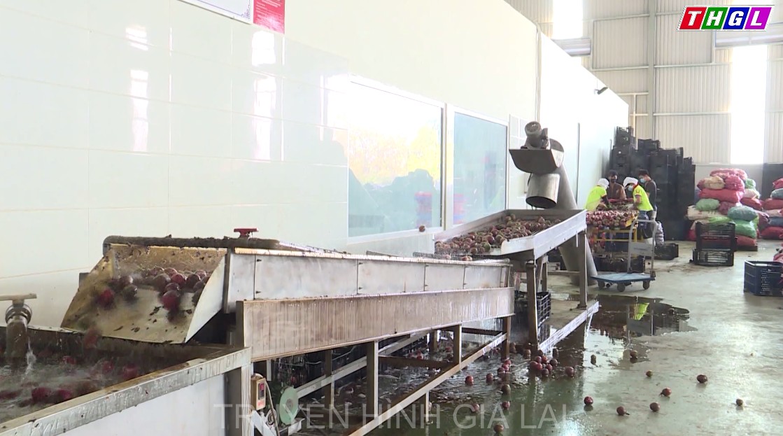 Gia Lai tập trung ưu tiên phát triển mạnh một số nhóm ngành công nghiệp mà tỉnh có lợi thế