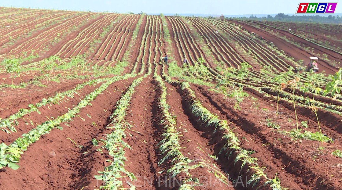 Huyện Đak Đoa đẩy mạnh phát triển nông nghiệp theo hướng công nghệ cao