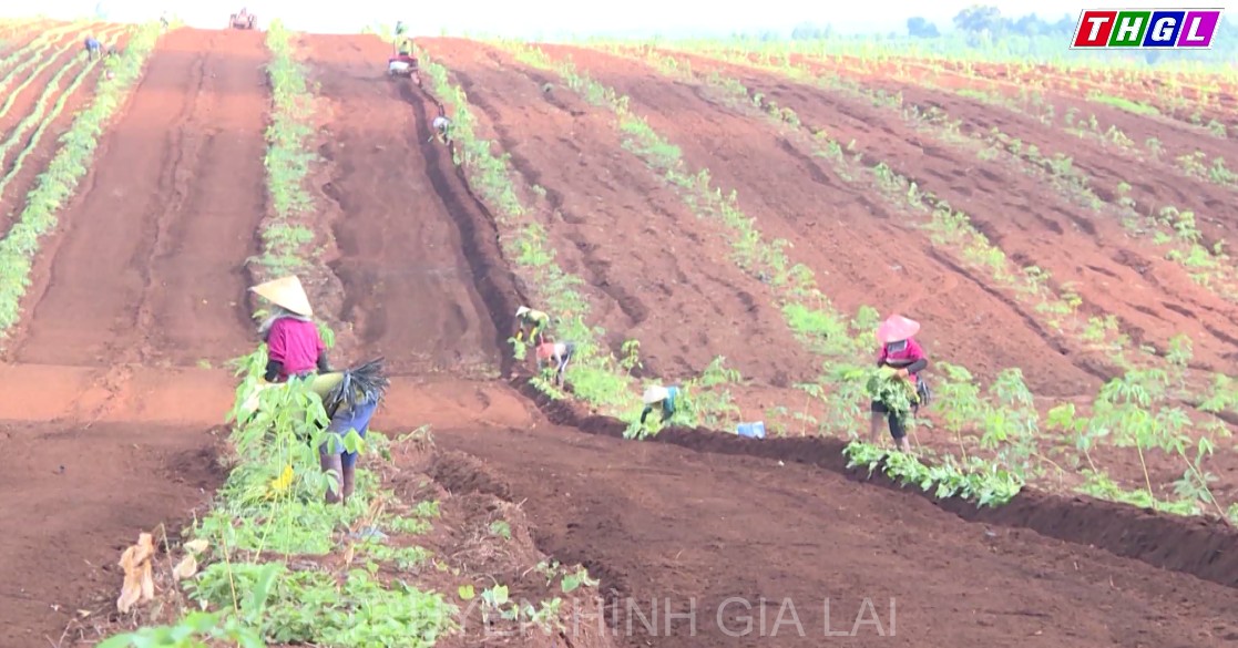Toàn tỉnh đã xuống giống được hơn 63 ngàn ha cây trồng các loại, đạt 29% so với kế hoạch