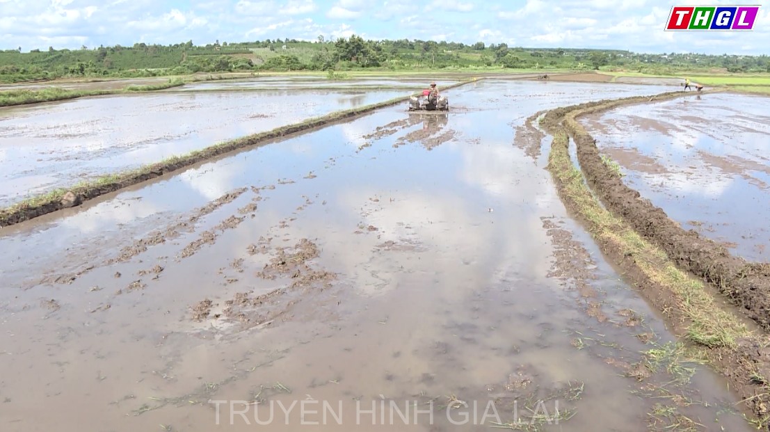 Đak Đoa triển khai xây dựng cánh đồng sản xuất lúa một giống chất lượng cao tại xã Hà Bầu