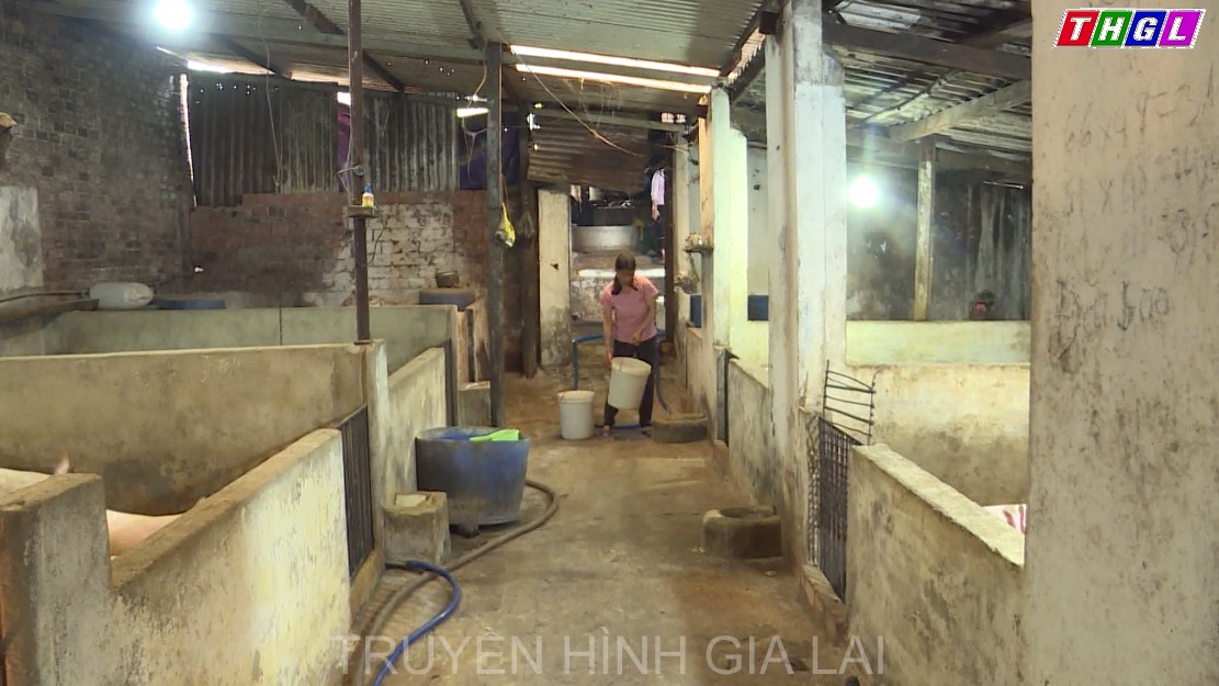 Ổn định nghề chăn nuôi heo trước tác động của dịch bệnh Covid-19