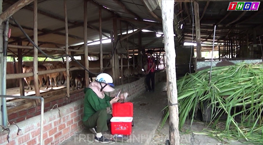 Huyện Kông Chro triển khai khẩn cấp các biện pháp phòng, chống bệnh Viêm da nổi cục ở trâu, bò