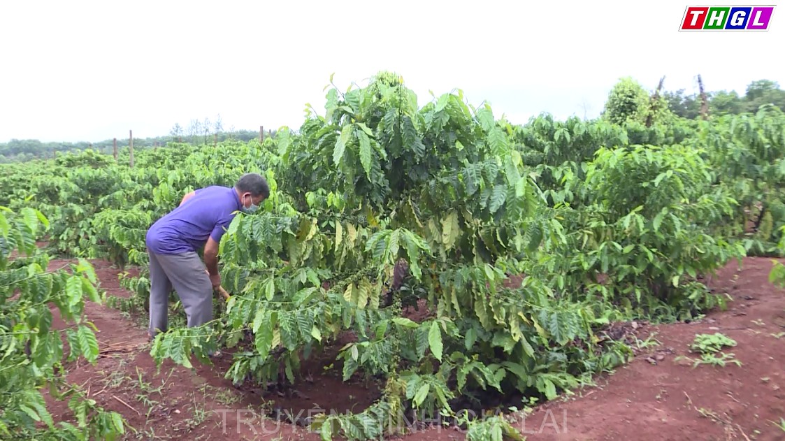 Hội Nông dân huyện Đức Cơ đẩy mạnh phong trào thi đua sản xuất, kinh doanh giỏi
