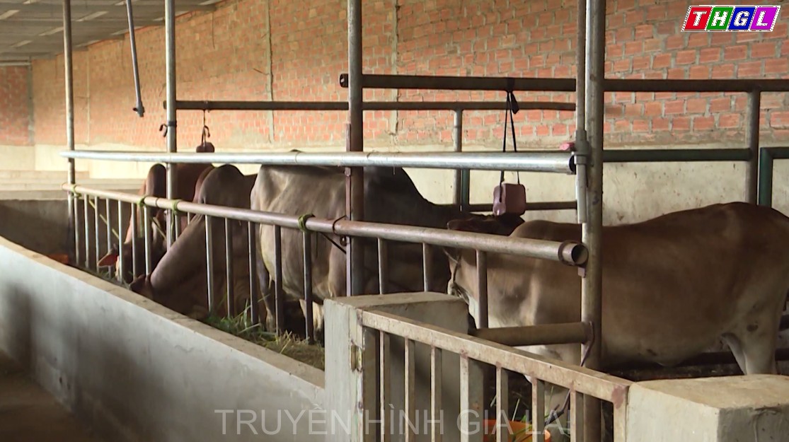 Nông dân Chi Lăng chủ động chuyển đổi canh tác phát triển sản xuất