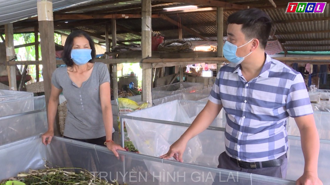 Mô hình nuôi dế thương phẩm ở Mang Yang đạt hiệu quả.