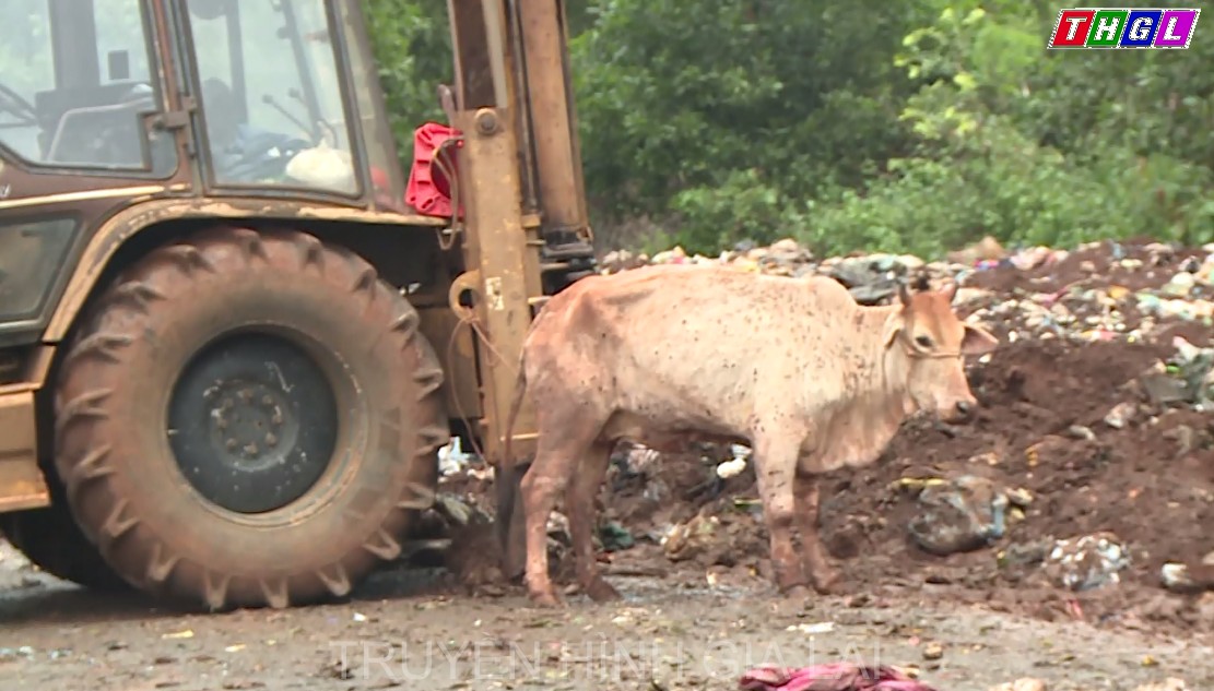 Phát hiện một cơ sở giết mổ mua bò nghi mắc bệnh viêm da nổi cục để giết mổ, tiêu thụ
