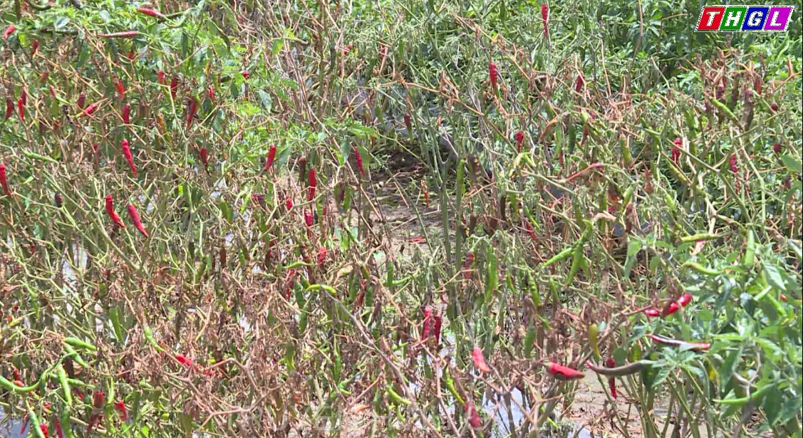 Đak Pơ – Một vụ ớt thất thu