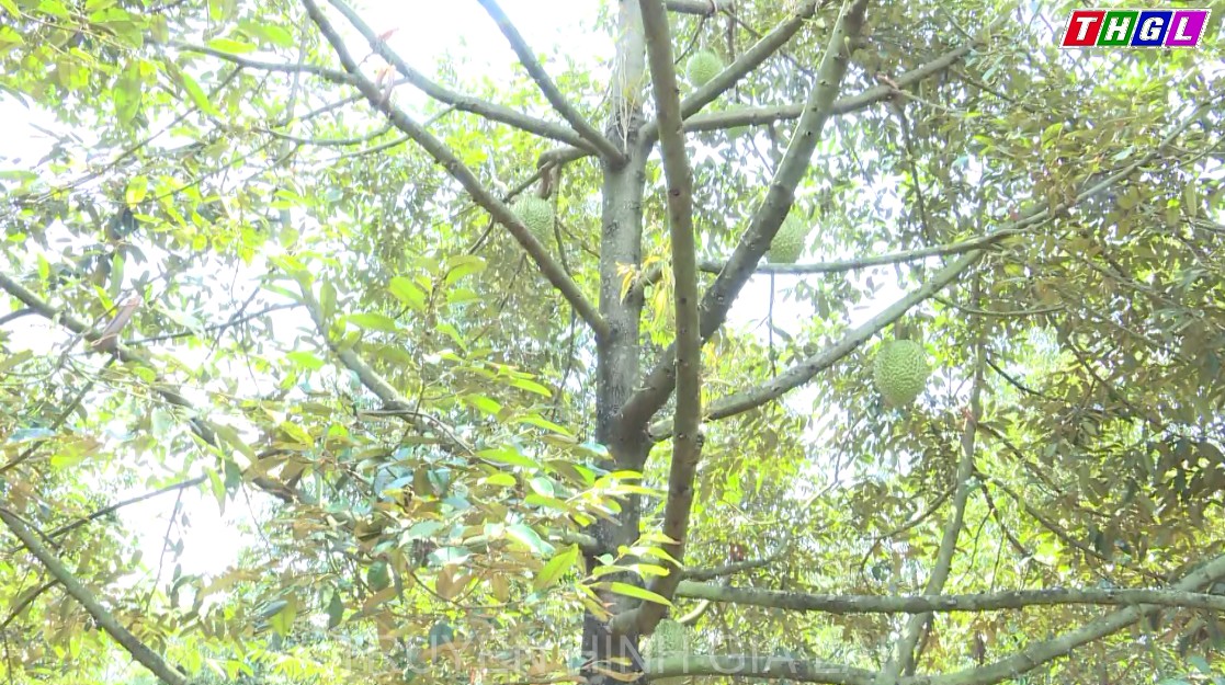 Sầu riêng Đức Cơ giảm năng suất do ảnh hưởng thời tiết