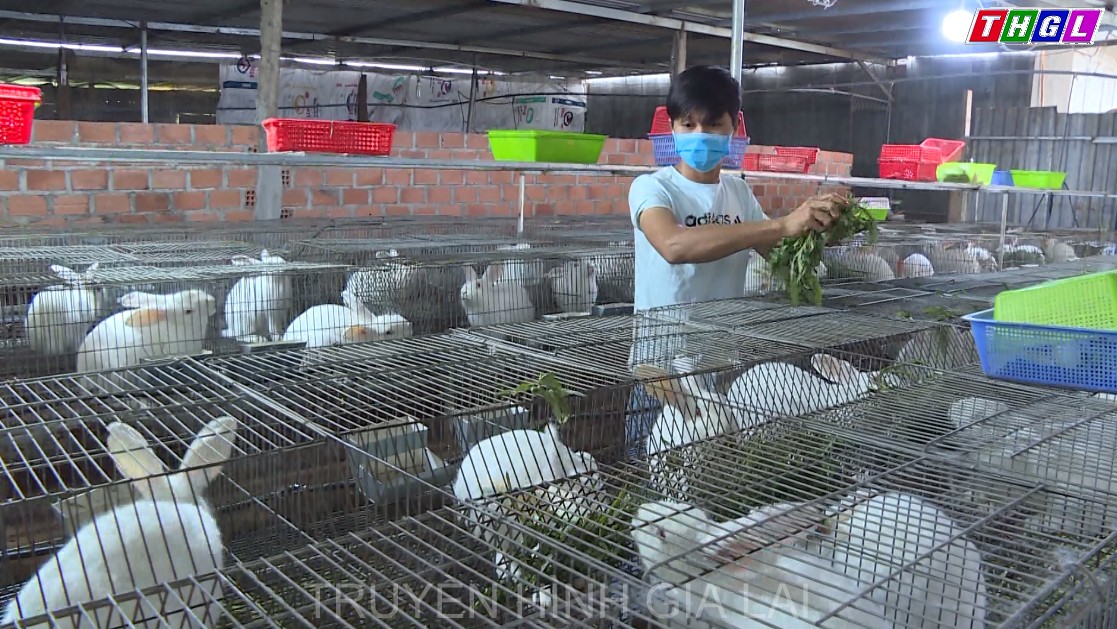 Nông hội chăn nuôi Thỏ Nam Yang- Nâng tầm sản phẩm