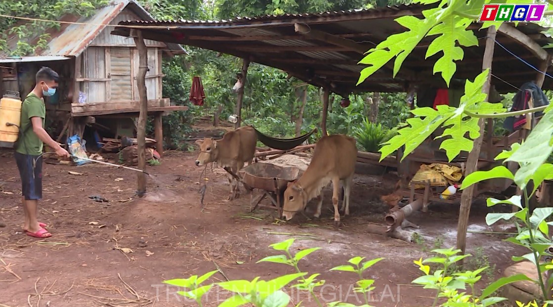 Gia Lai đã ghi nhận bệnh Viêm da nổi cục trên trâu, bò tại hai địa phương