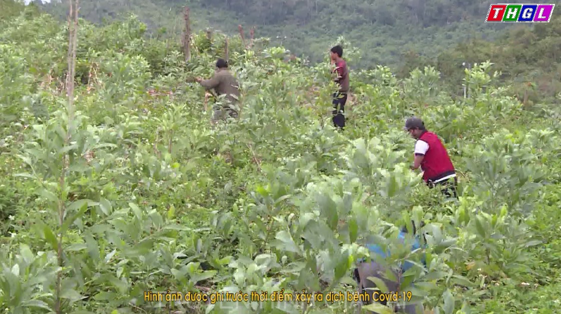 Gia Lai chuẩn bị mọi điều kiện để trồng mới 8.000ha rừng