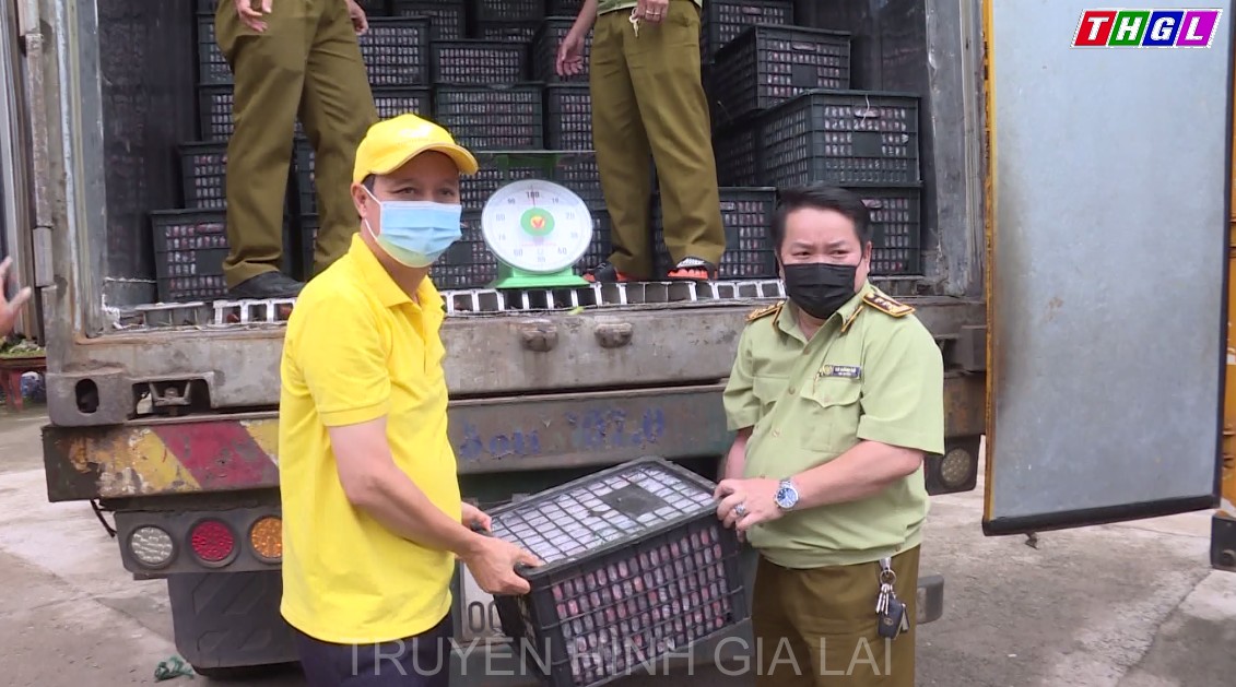 Gia Lai triển khai tiêu thụ vải thiều của Bắc Giang