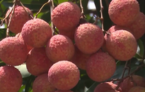 Gần 50.000 tấn vải thiều Bắc Giang được tiêu thụ hết