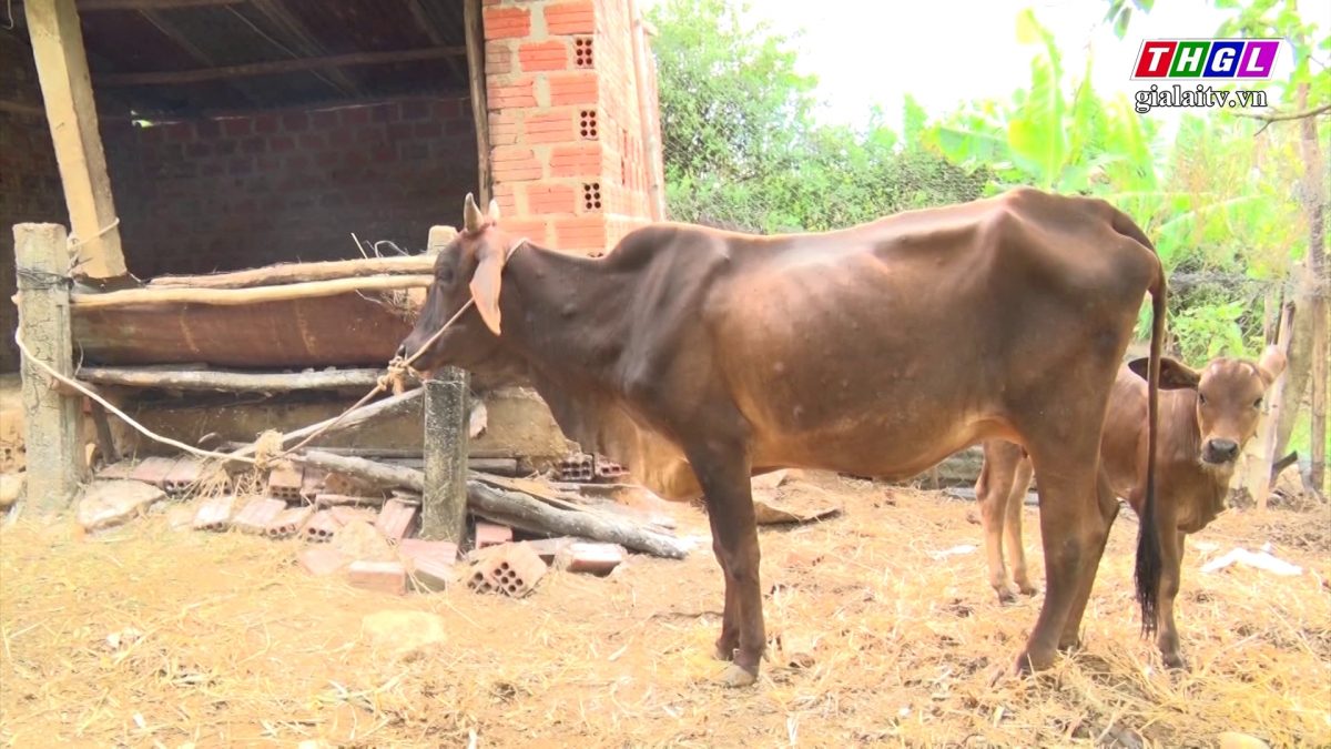 Xuất hiện bò bị bệnh viêm da nổi cục tại xã Đăk Hlơ, huyện Kbang