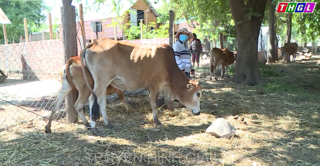Thị xã Ayun Pa công bố dịch bệnh viêm da nổi cục trên trâu, bò tại phường Đoàn Kết và xã Chư Băh