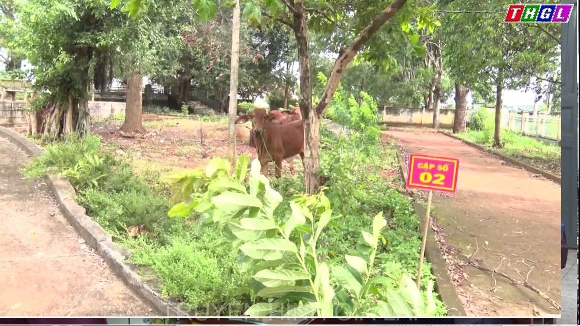 Công ty 72-Binh đoàn 15 trao bò giống cho 3 hộ gia đình chính sách của các xã biên giới