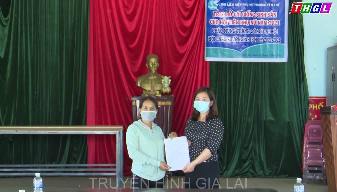 Hội LHPN phường Yên Thế, TP. Pleiku trao bò sinh sản cho hội viên có hoàn cảnh khó khăn