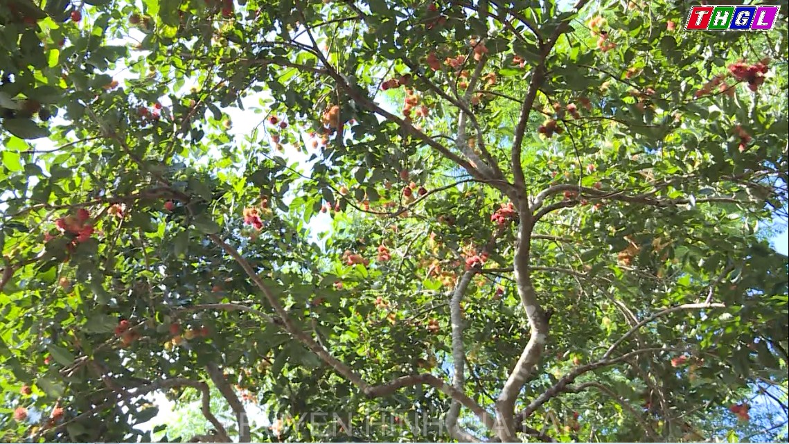 Đức Cơ: Tìm đầu ra cho nông sản