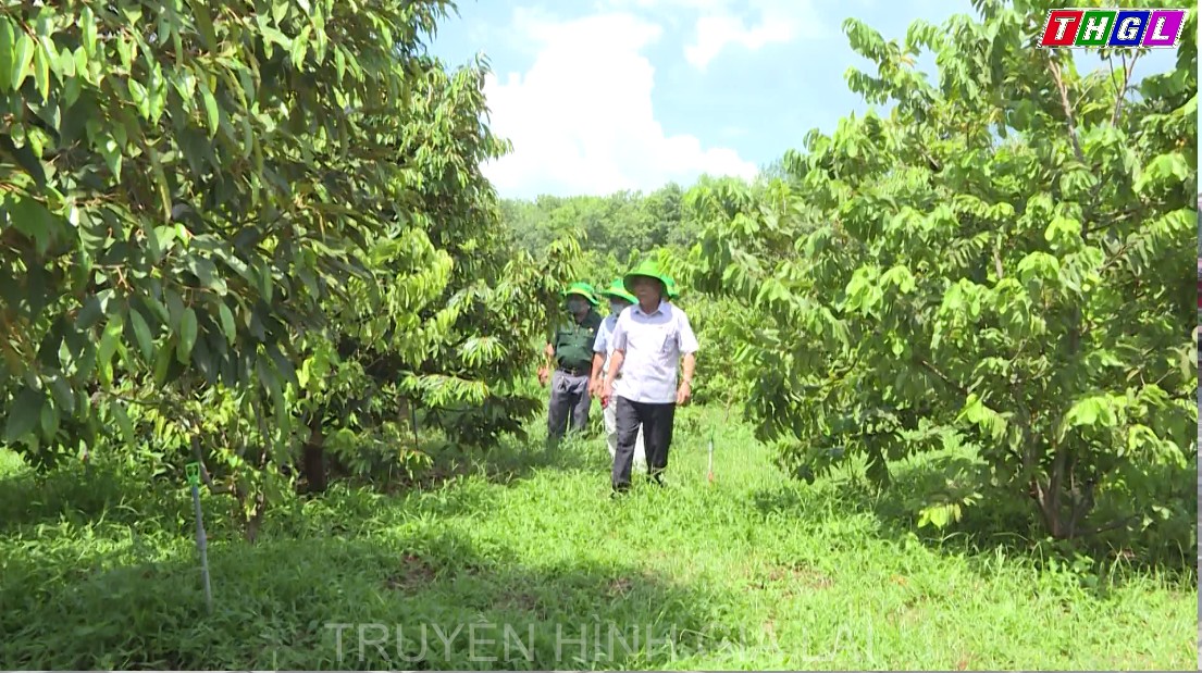 Người cựu chiến binh làm giàu trên vùng biên cương Tổ quốc