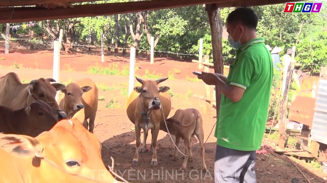 UBND huyện Đức Cơ  trích ngân sách địa phương mua vắc xin để tiêm phòng cho đàn trâu bò