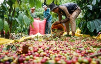 Giá cà phê lập đỉnh