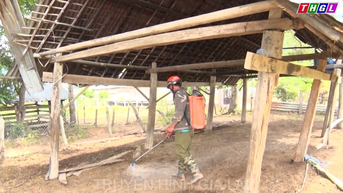 Huyện Kbang tăng cường các biện pháp phòng, chống bệnh viêm da nổi cục trên trâu, bò