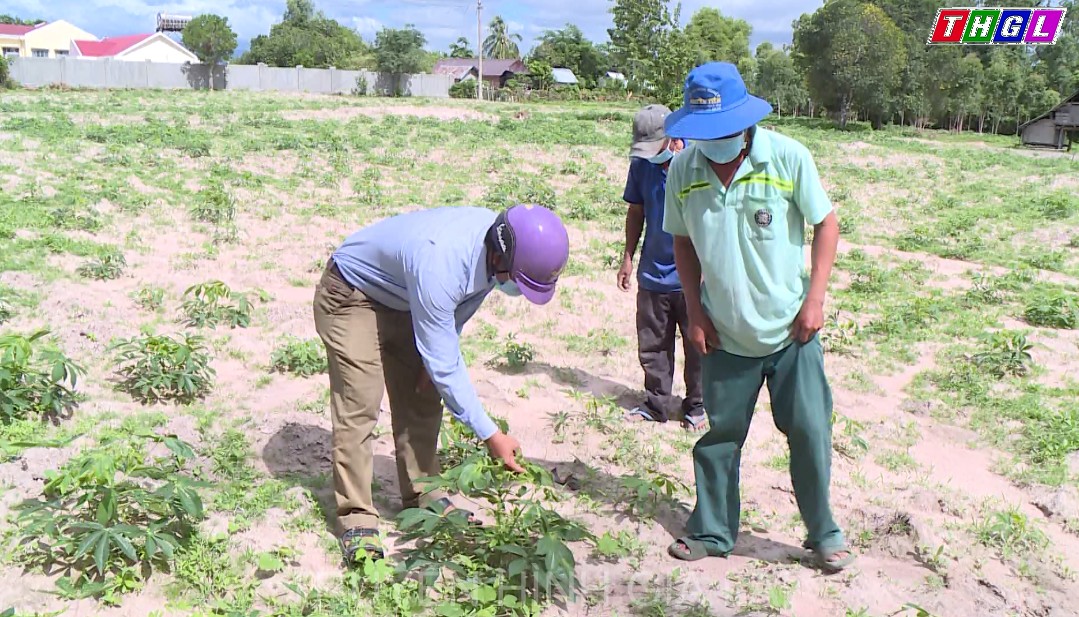 Bệnh khảm lá virus ở cây mì tiếp tục xuất hiện trên địa bàn huyện Krông Pa