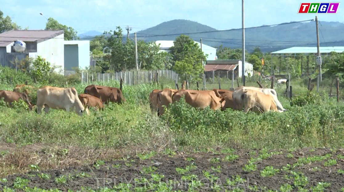 Khó khăn trong xã hội hóa tiêm vắc xin phòng bệnh viêm da nổi cục trên trâu, bò tại huyện Chư Sê