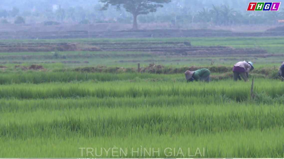 Lúa gạo A Sanh- Thương hiệu lúa gạo của người Jrai