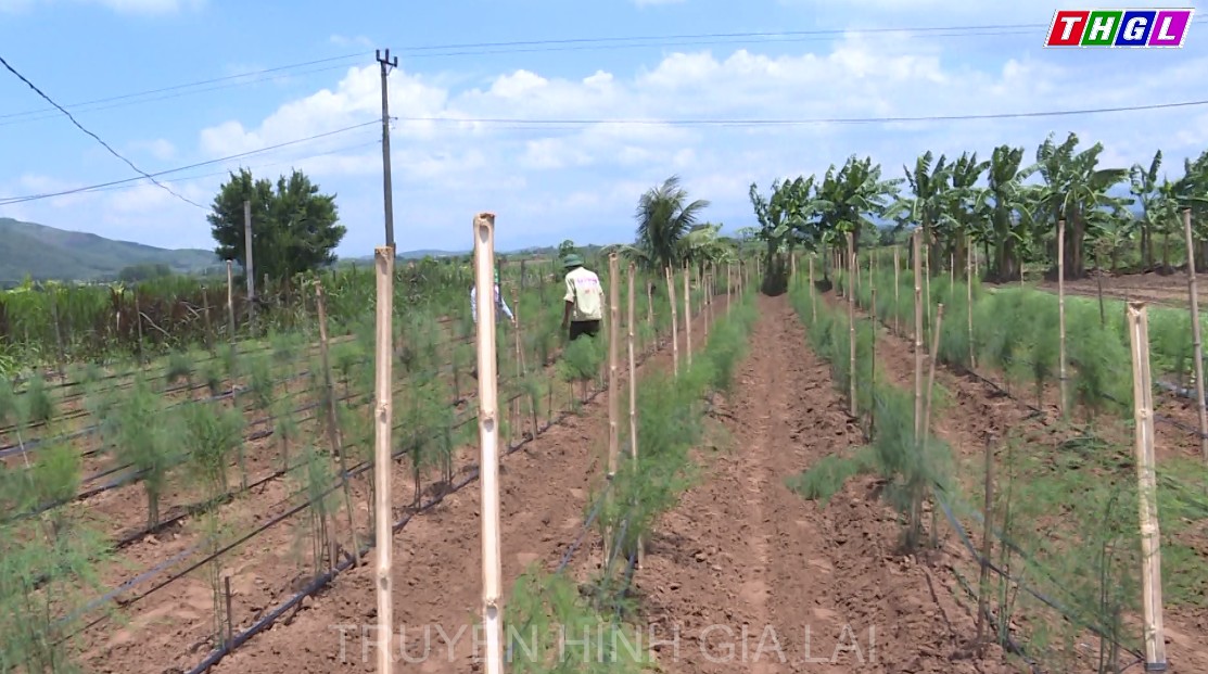 Hiệu quả bước đầu từ mô hình trồng măng tây ở Đak Pơ