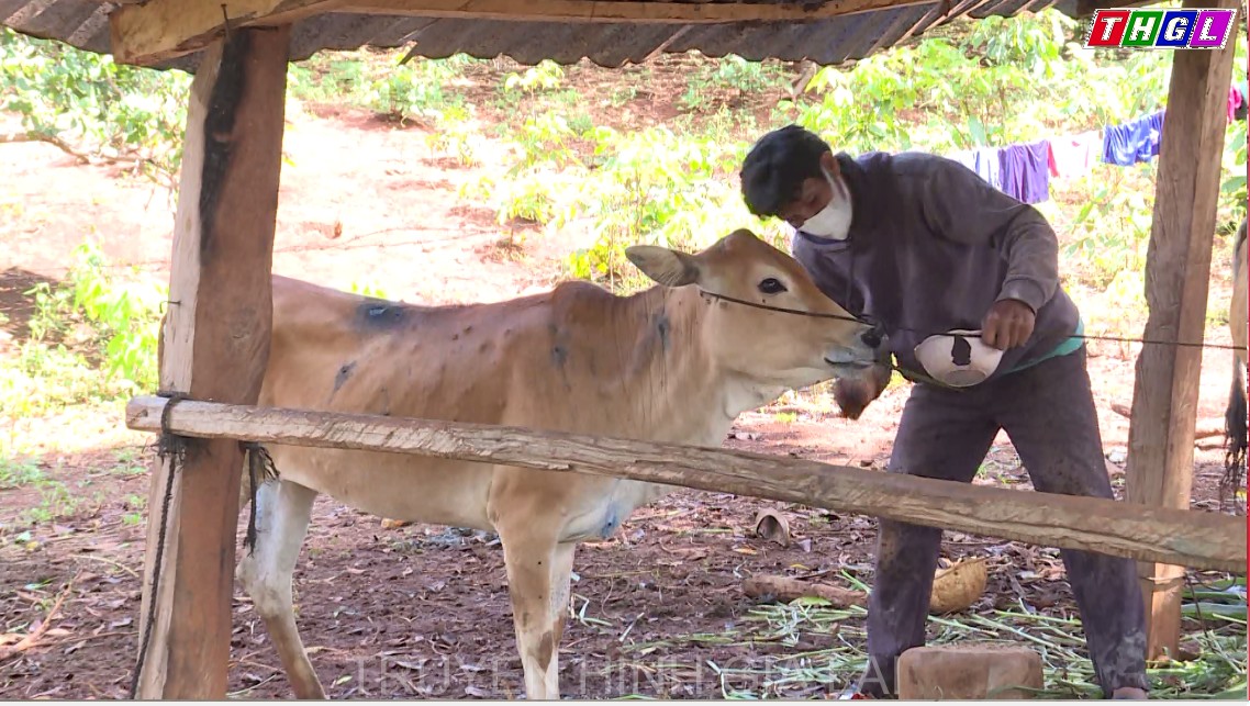 Đức Cơ: Nỗ lực kiềm chế sự lây lan của bệnh viêm da nổi cục trên trâu, bò