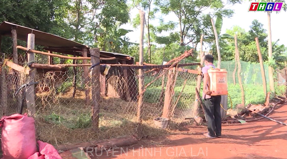 Huyện Kbang có trên 500 con bò bị bệnh viêm da nổi cục