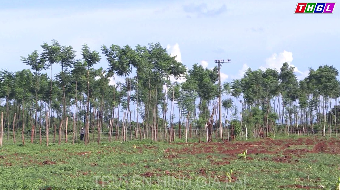 Chư Pưh nỗ lực giảm nghèo